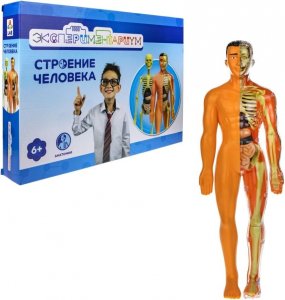 Игра 1Toy Экспериментариум Модель человеческого тела Т21875