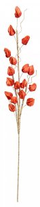 Цветок ВеЩицы физалис осенний (aj-55)